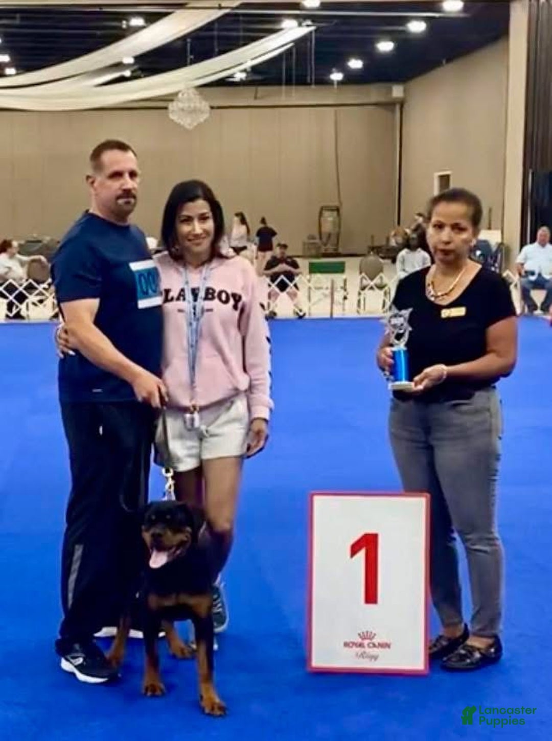 Rottweiler dogs for sale: Nova Vom Hause Metzger - Ad 3