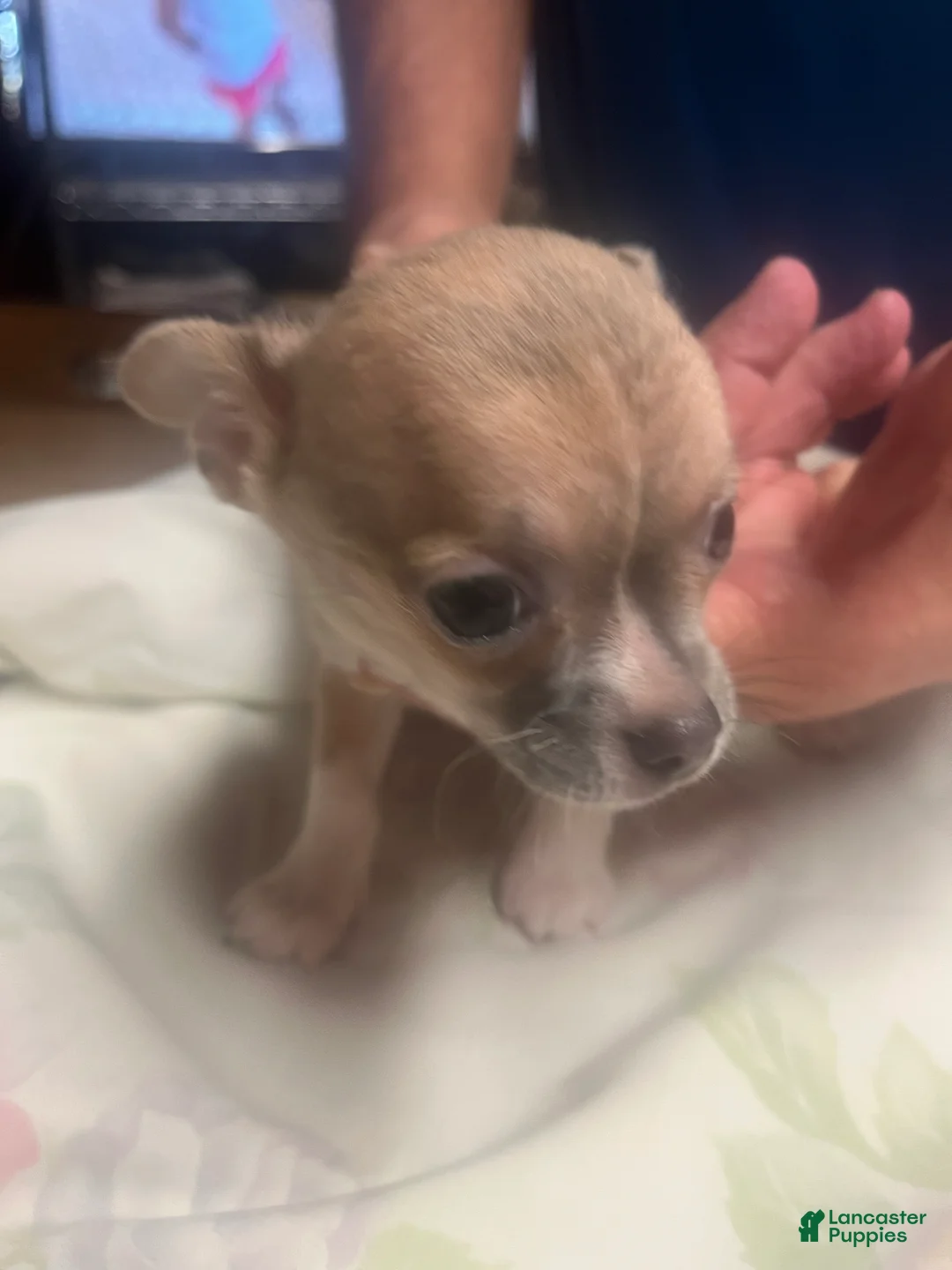 Chihuahua dogs for sale: Chihuahua 1 - Ad 3