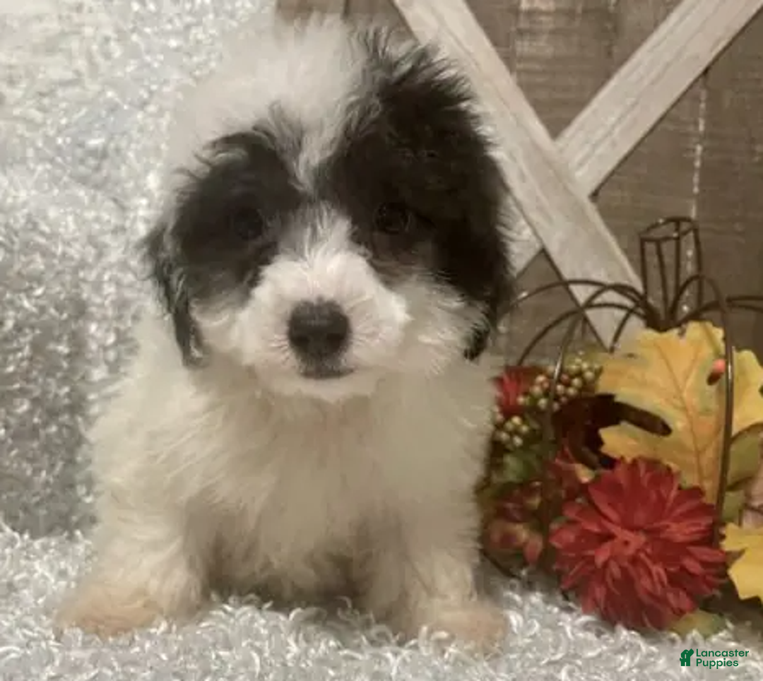 Toy Poodle dogs for sale: Cookie - Ad 5