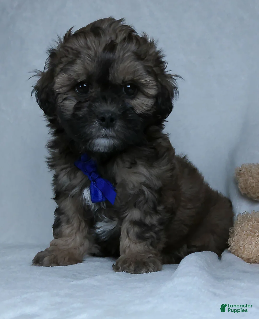 Shihpoo dogs for sale: Bryson - Ad 2