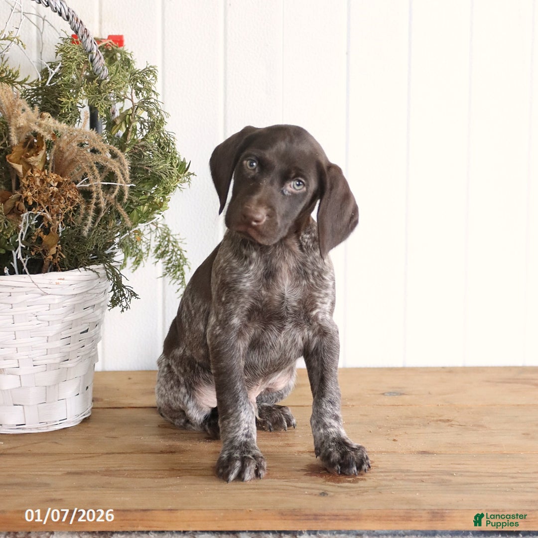 German Shorthaired Pointer dogs for sale: Graham - Ad 1