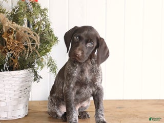 German Shorthaired Pointer dogs Graham - Ad 16