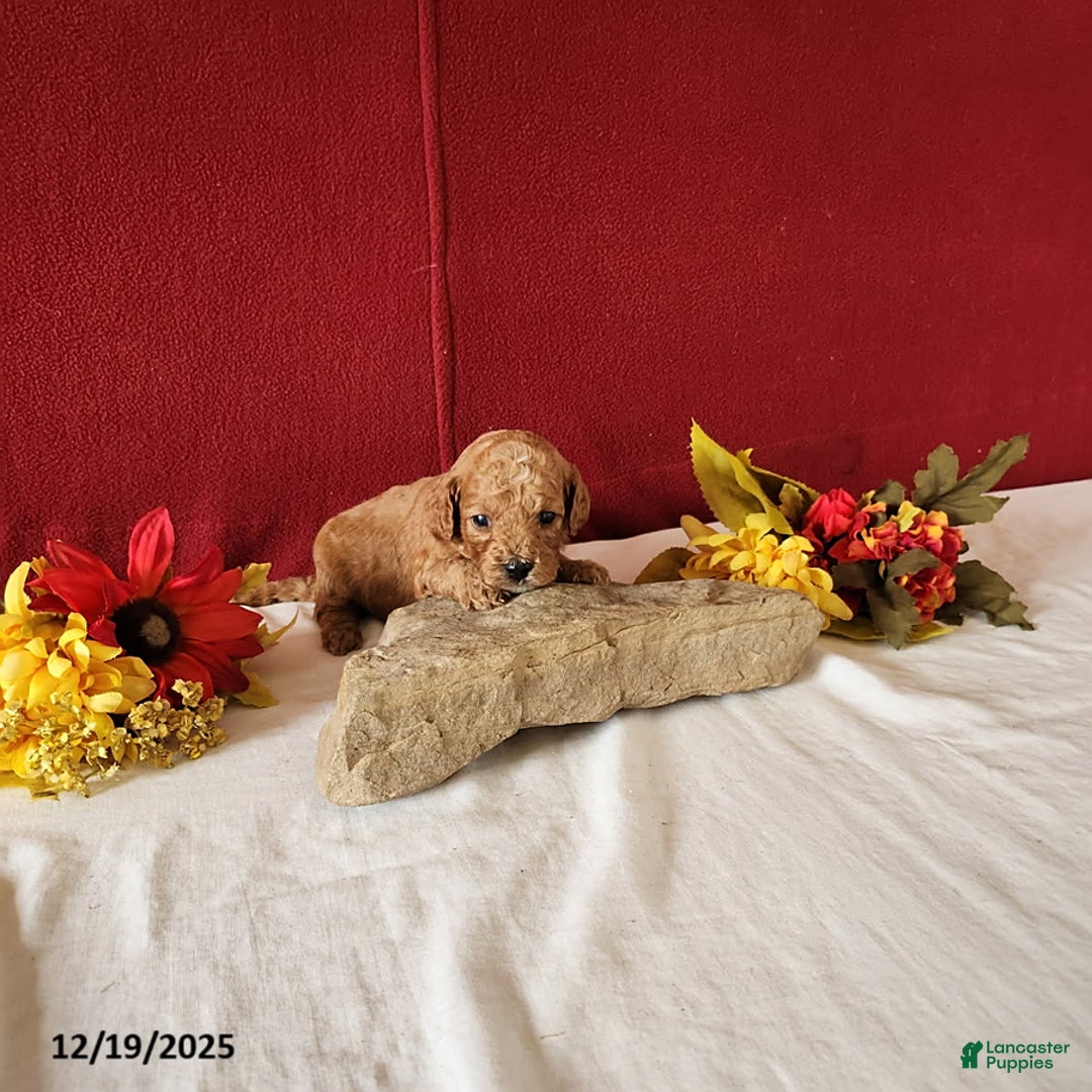 Cavapoo dogs for sale: Tango - Ad 3
