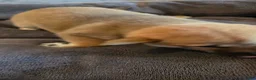 Shiba Inu dogs for sale: Fawn Female - Ad 3