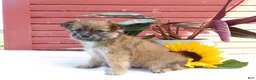 Mixed Breed dogs for sale: Jet - Ad 2
