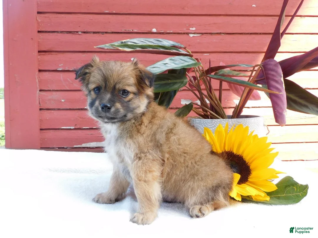 Mixed Breed dogs for sale: Jet - Ad 2