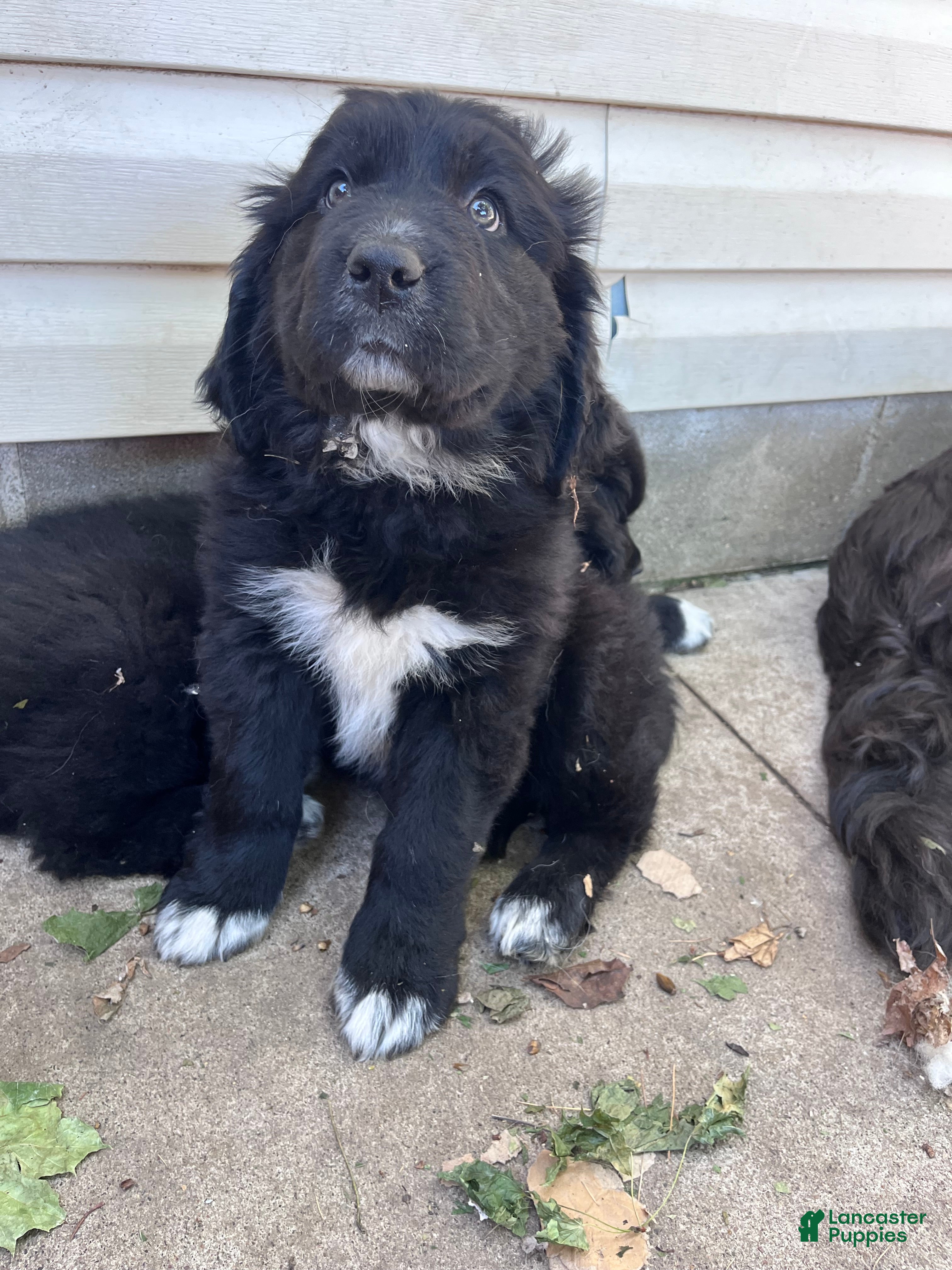 Mixed Breed dogs Mixed Breed Puppy 3 - Ad 24