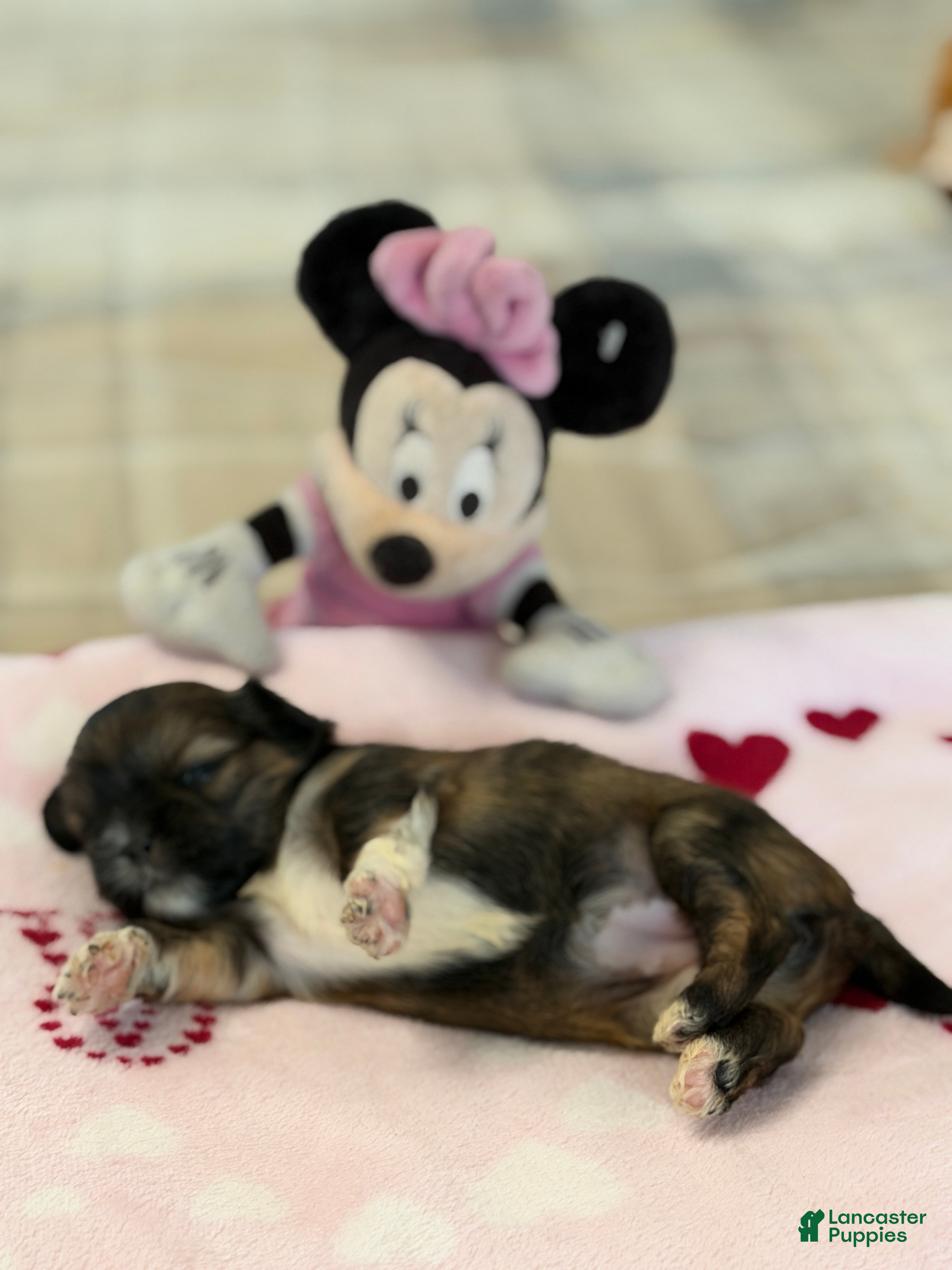 Shih Tzu dogs Ariel - Ad 14