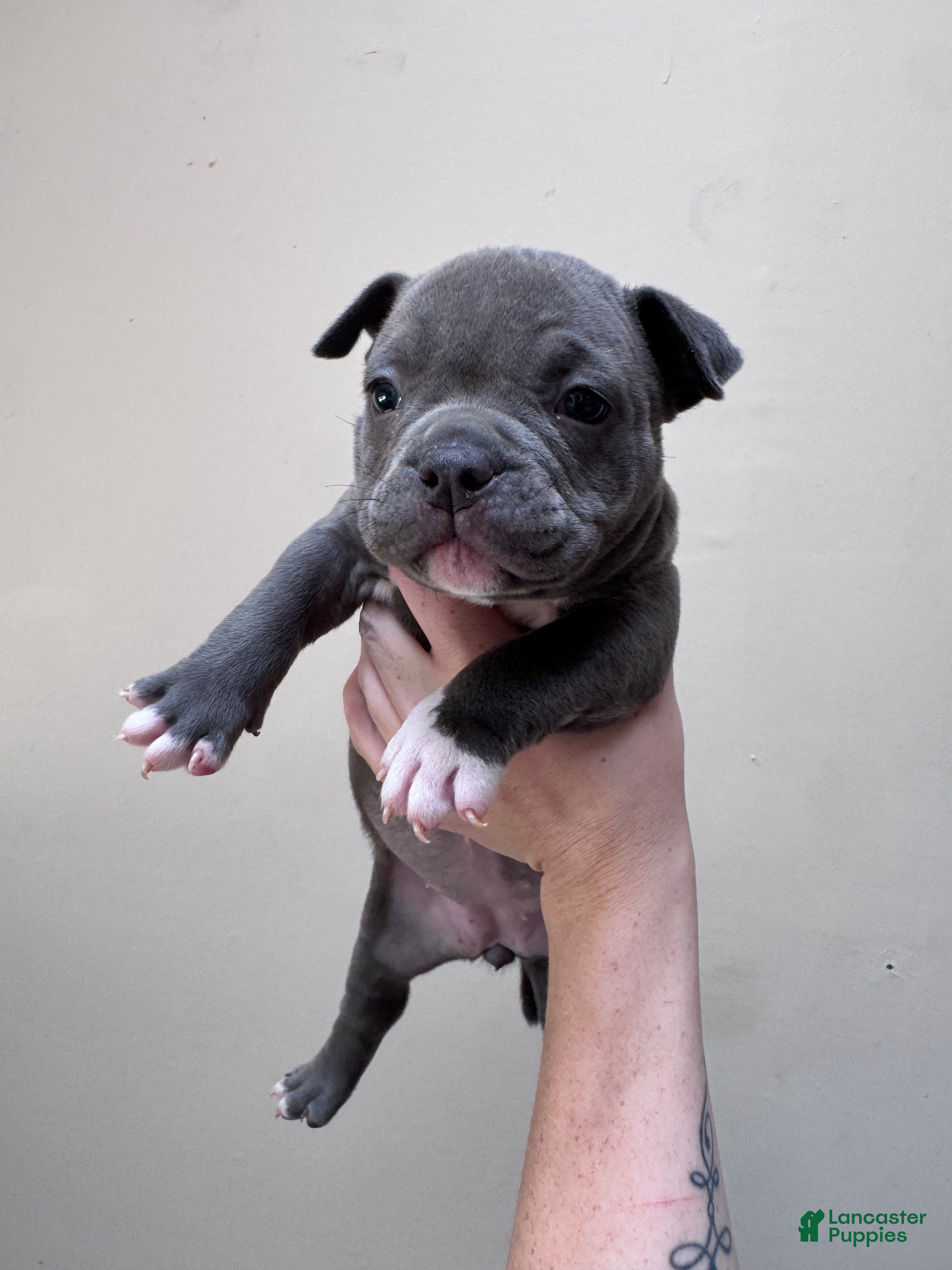 American Bully dogs Female 2 - Ad 25