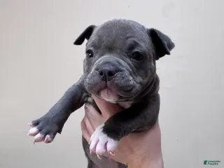 American Bully dogs Female 2 - Ad 37