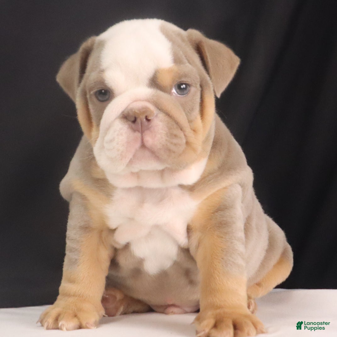 French Bulldog dogs Tyler - Ad 1