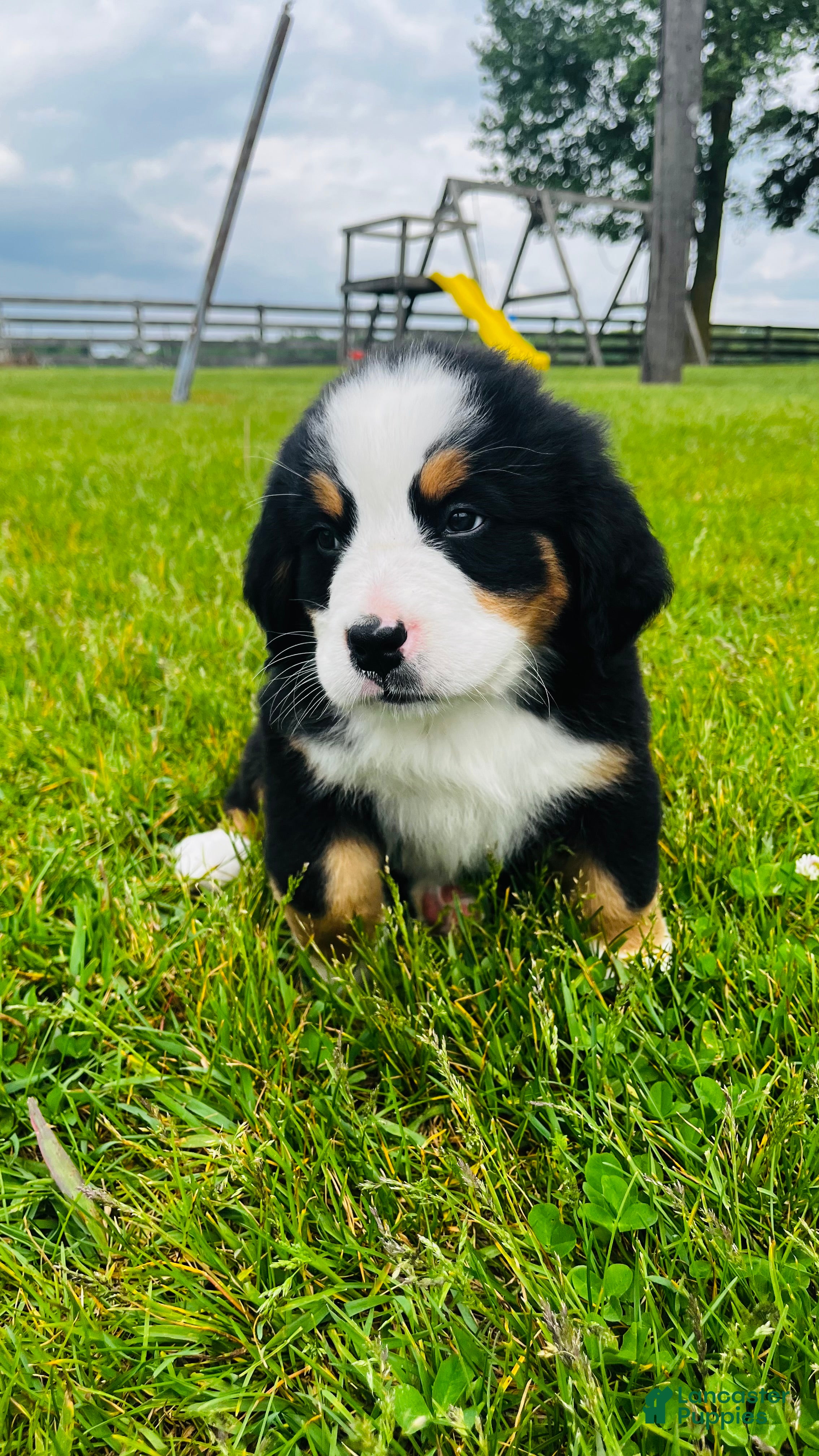 Bernese Mountain Dog dogs Roman - Ad 1