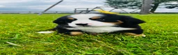 Bernese Mountain Dog dogs for sale: Roman - Ad 1