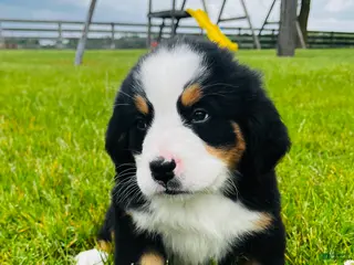 Bernese Mountain Dog dogs for sale: Roman - Ad 4