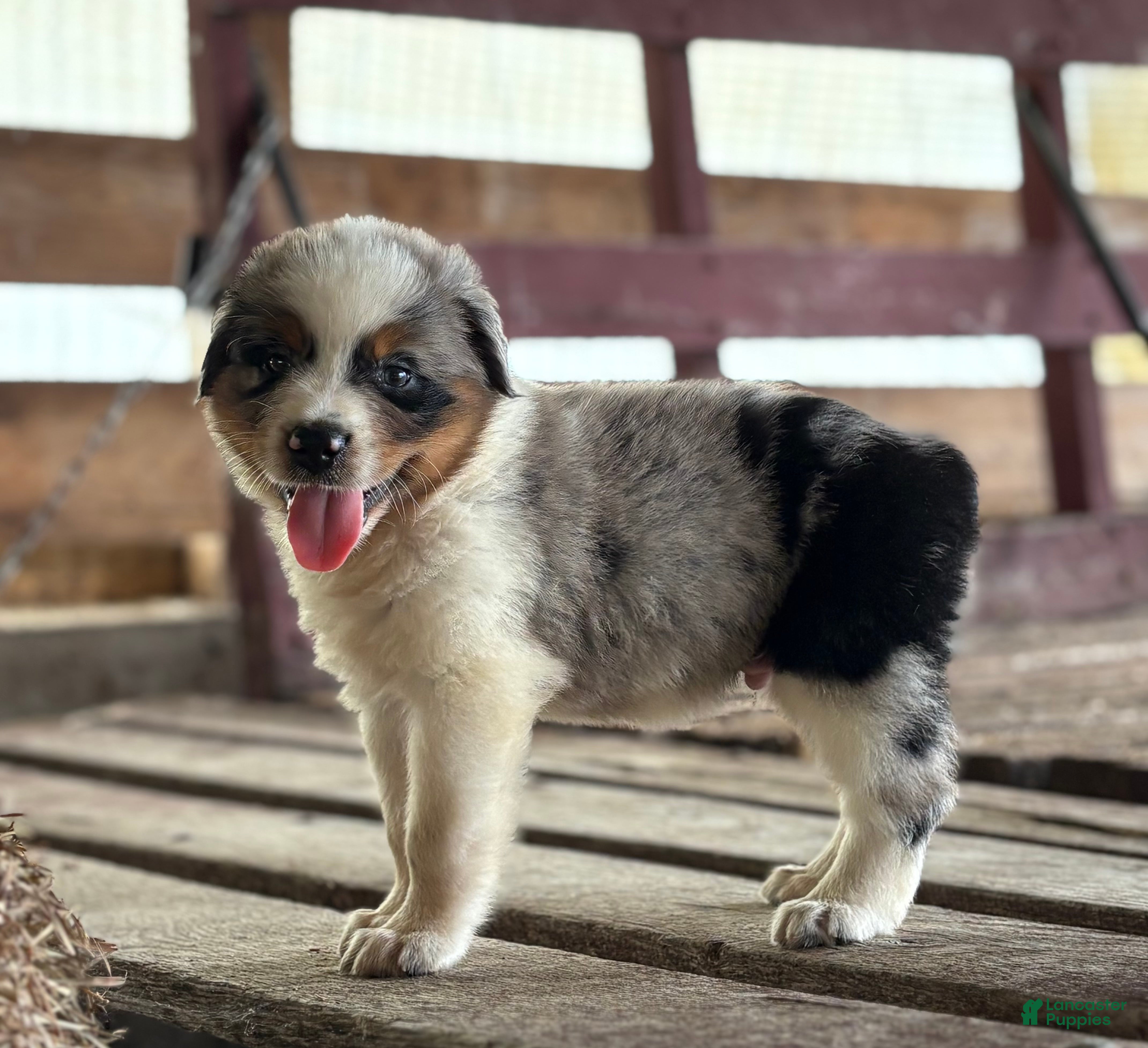 Australian Shepherd dogs Bear - Ad 1