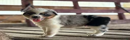 Australian Shepherd dogs for sale: Bear - Ad 1
