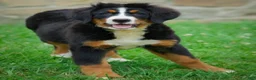 Bernese Mountain Dog dogs for sale: Sunny - Ad 2