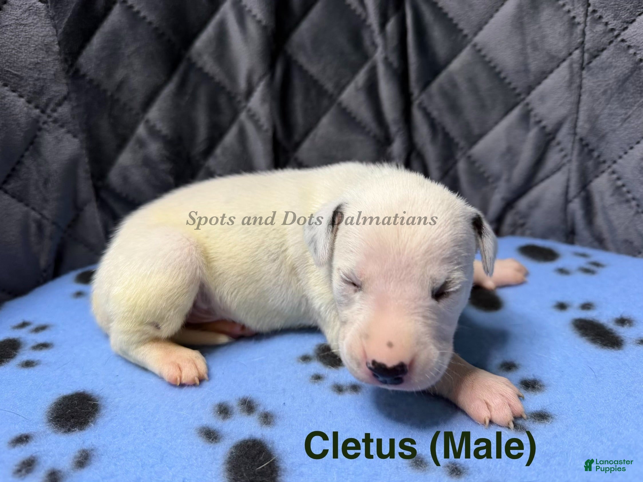 Dalmatian dogs Cletus - Ad 1