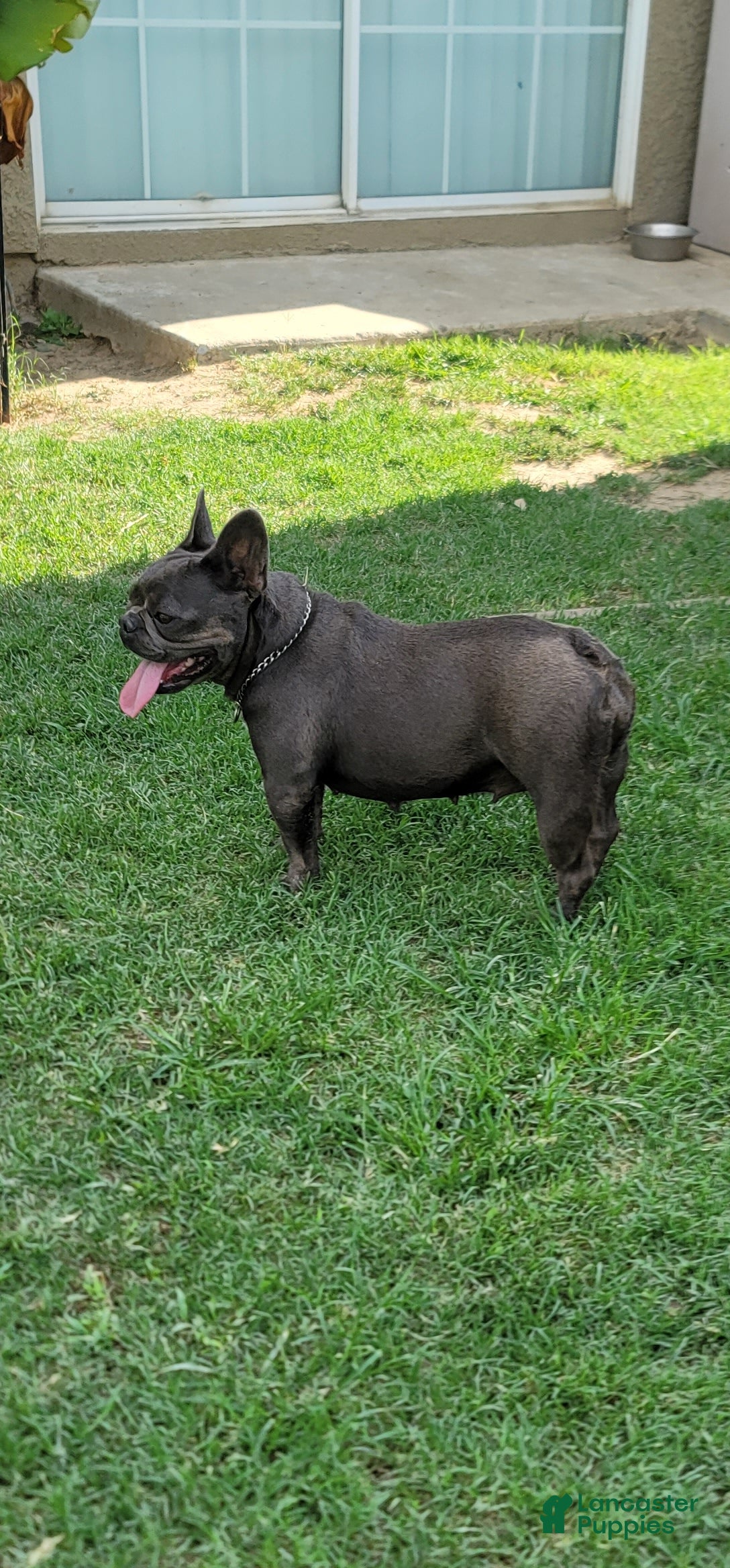 French Bulldog dogs French Bulldog  - Ad 2