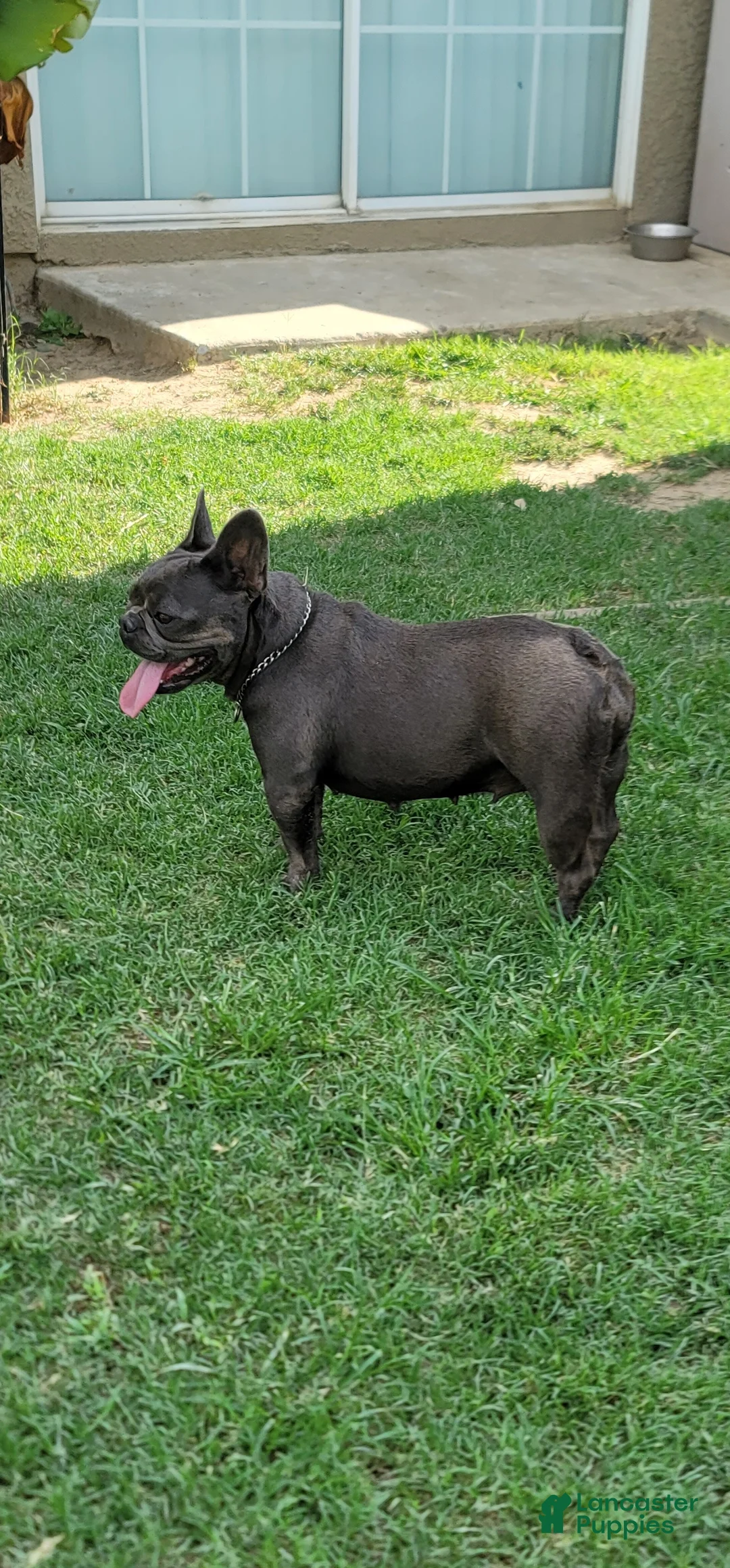 French Bulldog dogs for sale: French Bulldog Puppy 7 - Ad 2