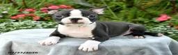 Boston Terrier dogs for sale: Barrett - Ad 2