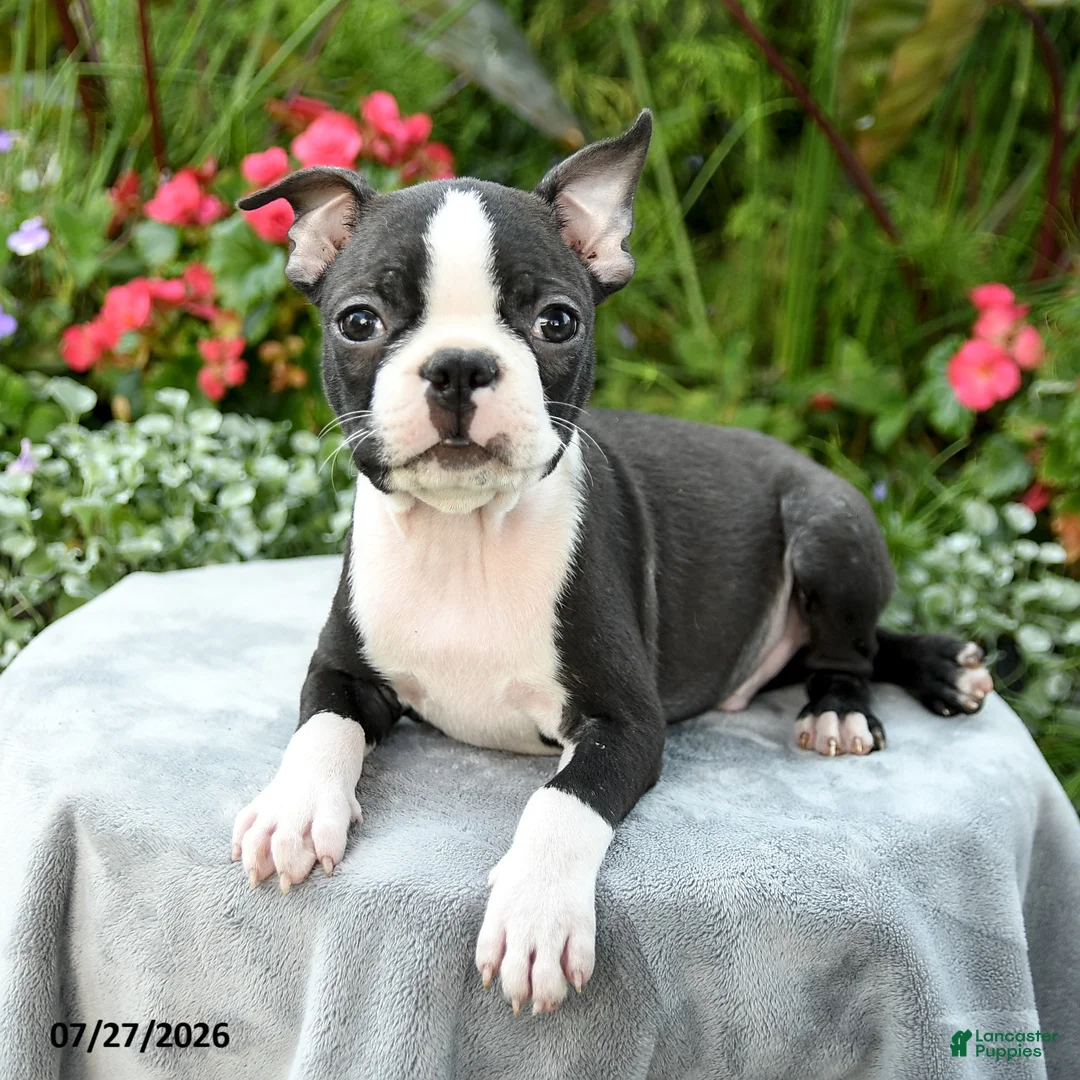 Boston Terrier dogs for sale: Barrett - Ad 2