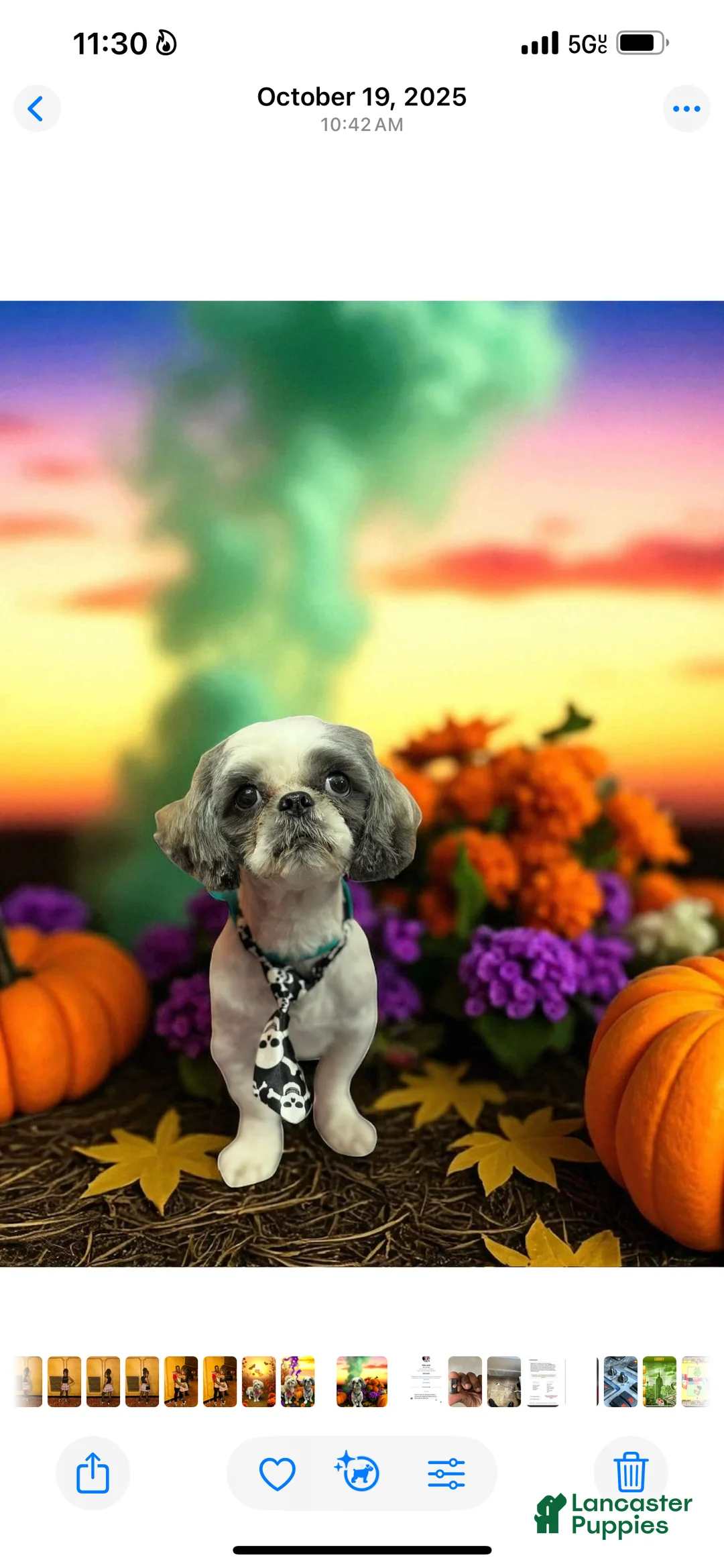 Shih Tzu dogs for sale: Sandy - Ad 3