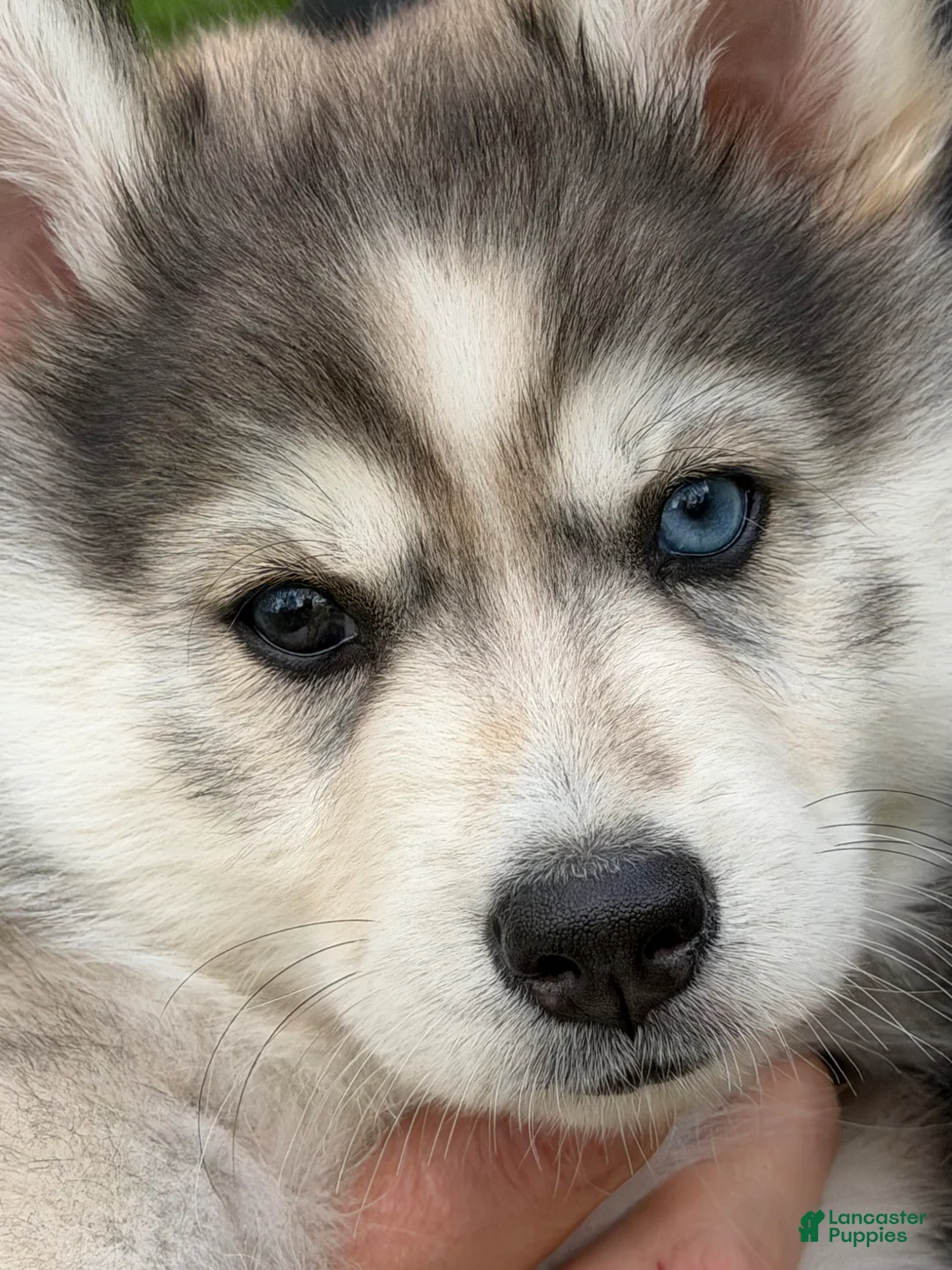 Pomsky dogs for sale: Breeze - Ad 1