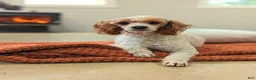 Miniature Poodle dogs for sale: AKC Blaze - Ad 12