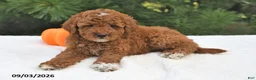 Mini Goldendoodle dogs for sale: Ruby - Ad 4