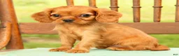 Cavalier King Charles Spaniel dogs for sale: Violet - Ad 7