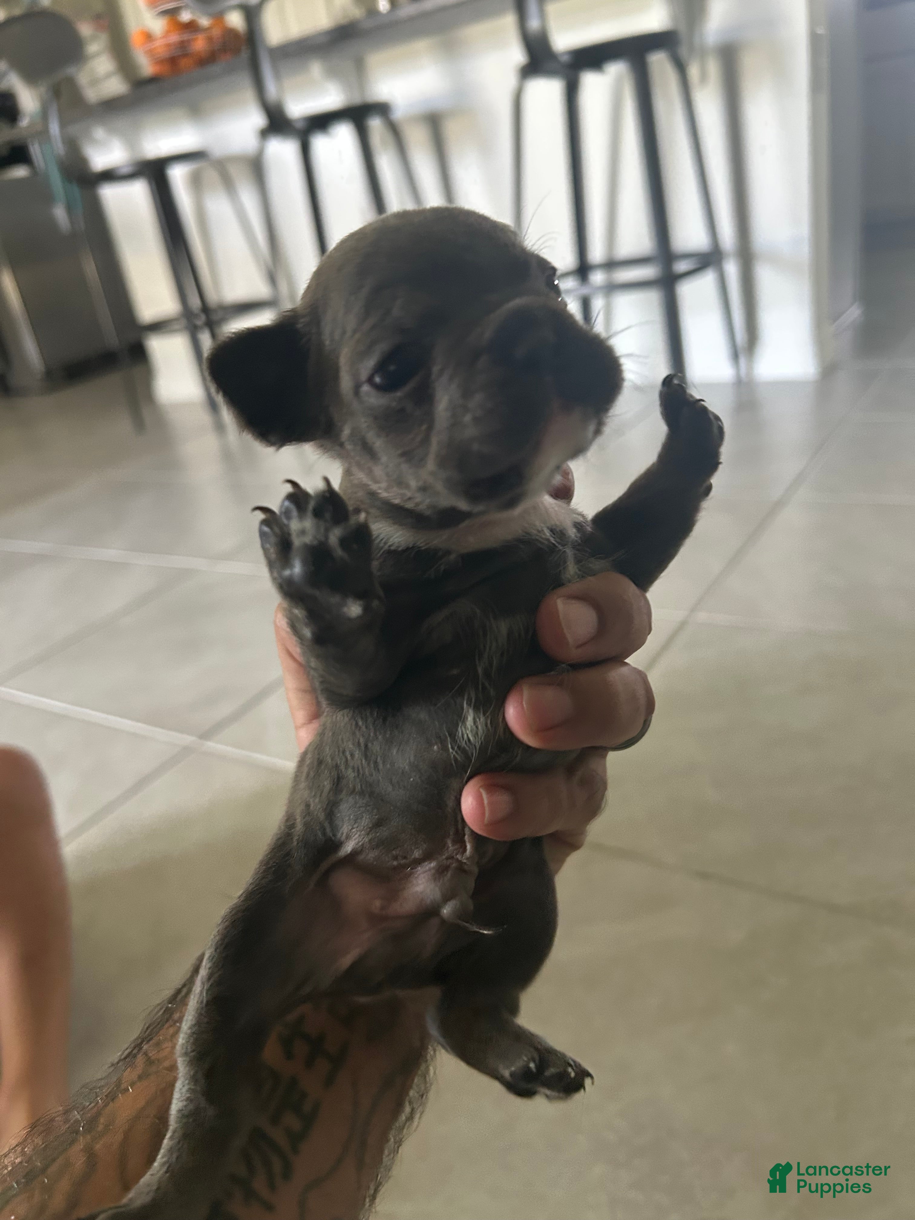 French Bulldog dogs Ashes  - Ad 1