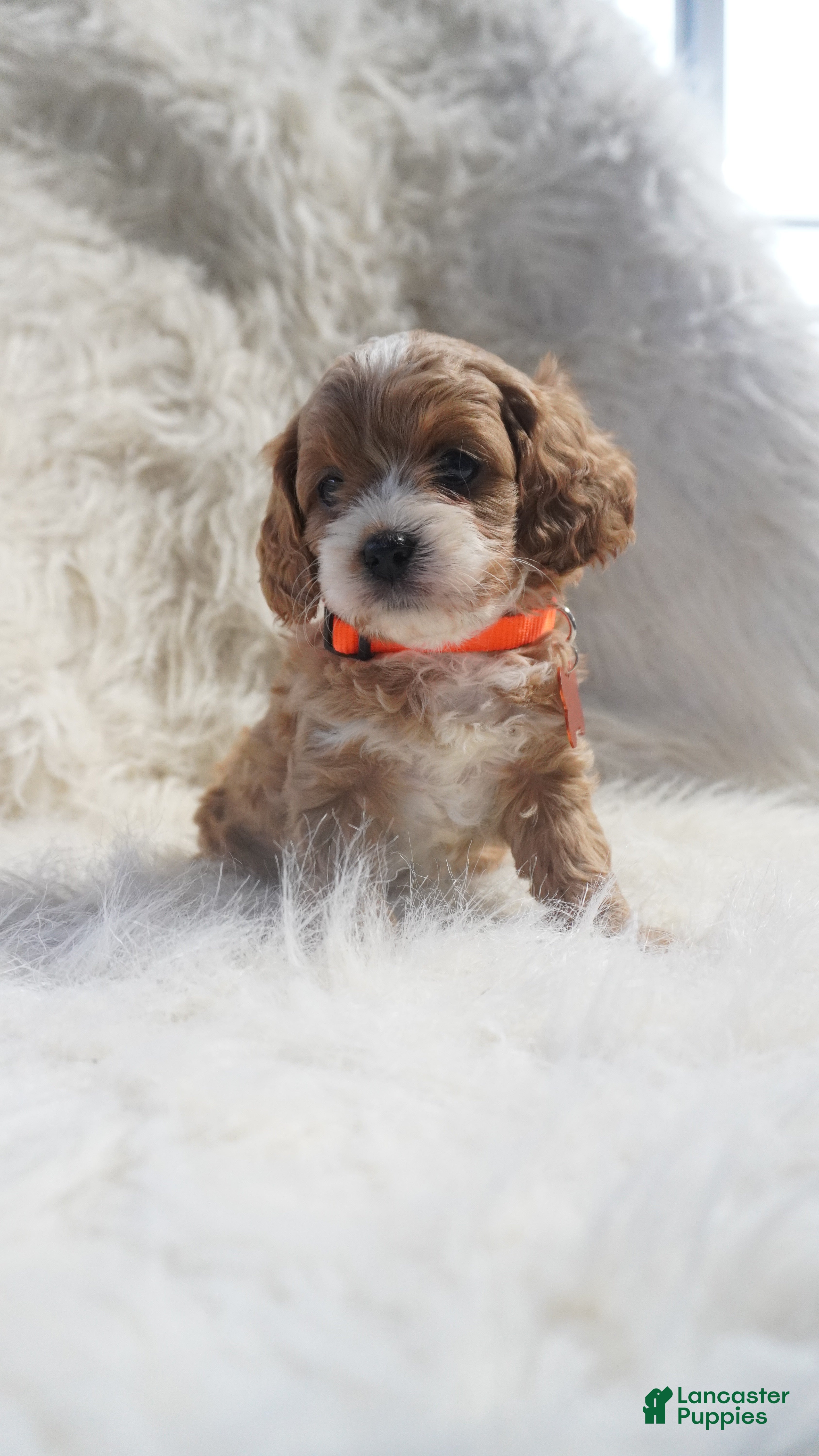 Cavapoo dogs Slider - Ad 2
