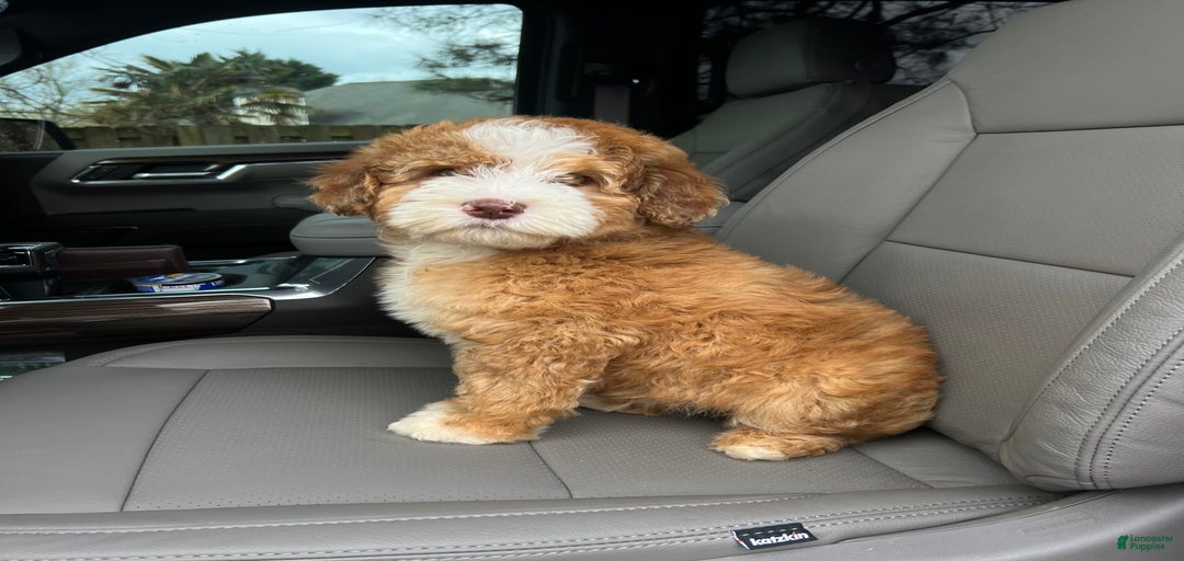 Gallery Image {{count}}