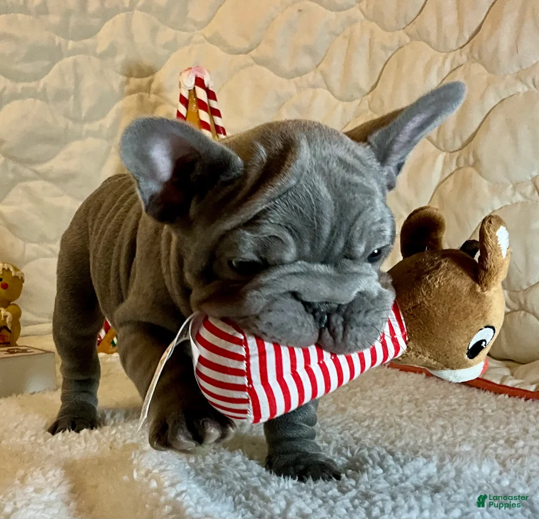 French Bulldog dogs for sale: River  - Ad 12