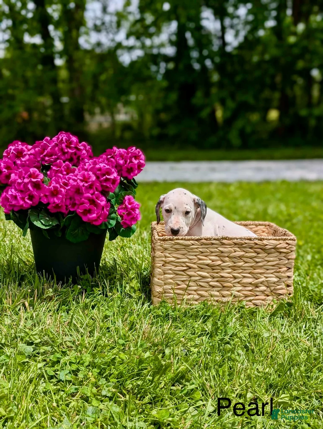 Mixed Breed dogs for sale: Pearl - Ad 1
