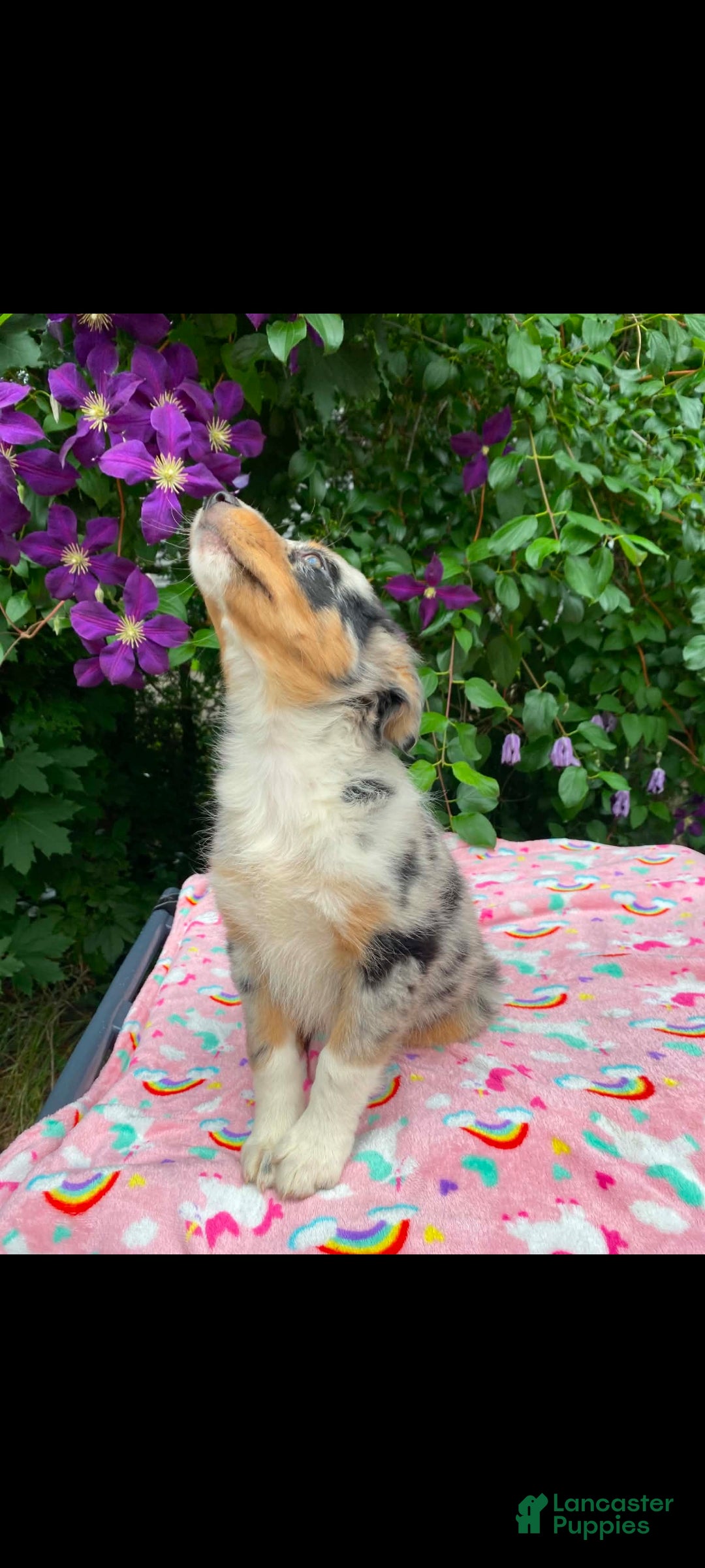 Australian Shepherd dogs Australian Shepherd Puppy 5 - Ad 38