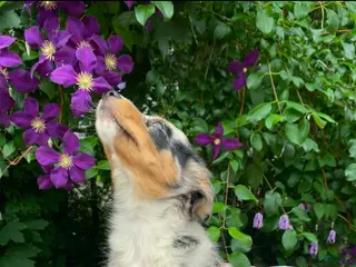 Australian Shepherd dogs Australian Shepherd Puppy 5 - Ad 38