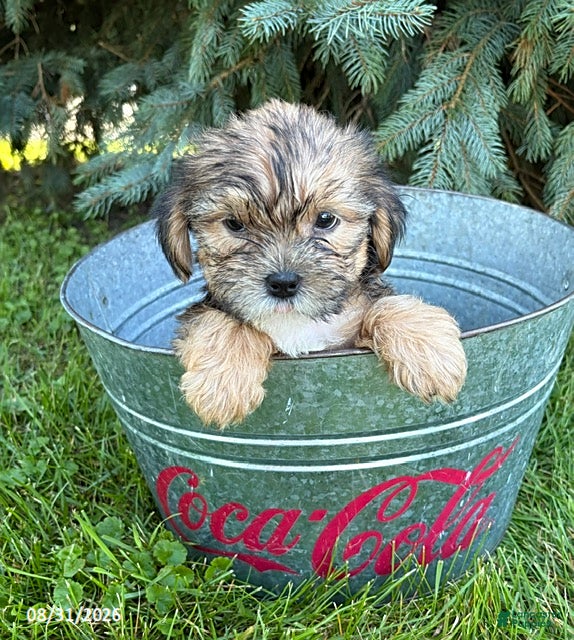 Shorkie dogs Ace - Ad 2