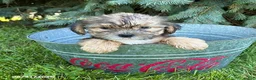 Shorkie dogs for sale: Ace - Ad 2