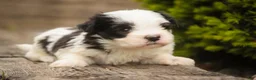Havanese dogs for sale: Tammy Havanese Puppy  - Ad 6