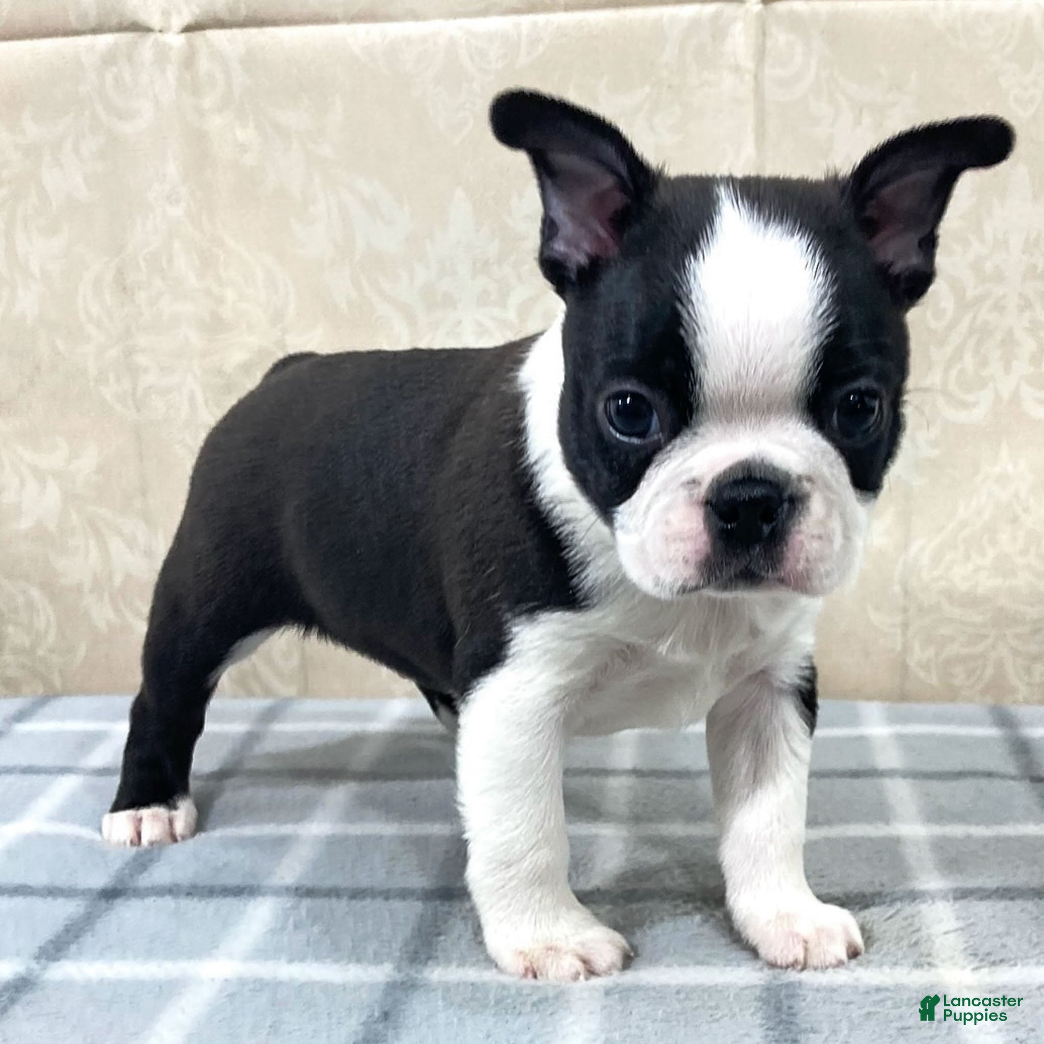 Boston Terrier dogs Cody Boston Terrier Puppy  - Ad 11