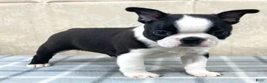 Cody Boston Terrier Puppy 