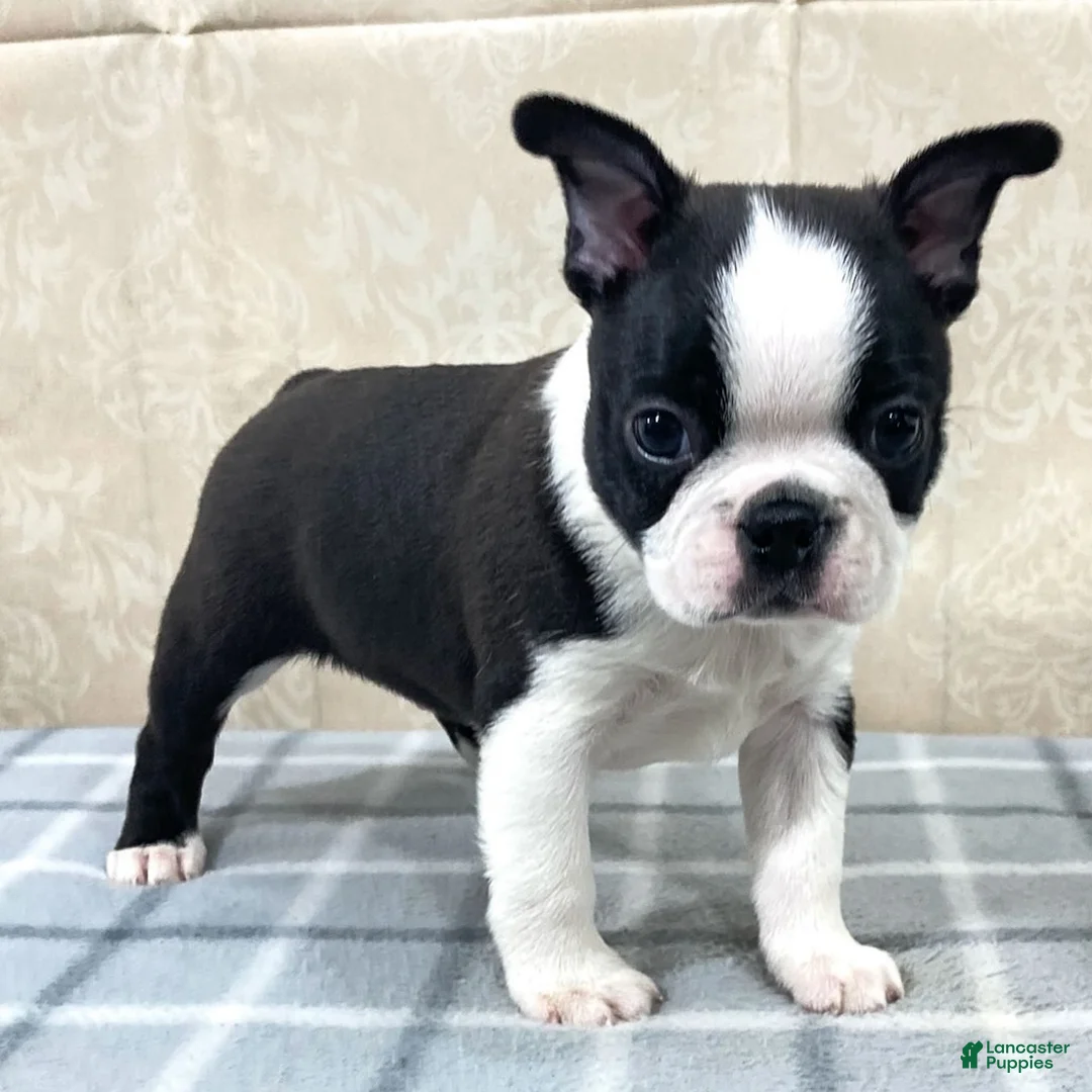 Boston Terrier dogs for sale: Cody Boston Terrier Puppy  - Ad 1