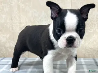 Boston Terrier dogs Cody Boston Terrier Puppy - Ad 11