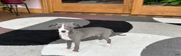 Italian Greyhound dogs for sale: Italian Greyhound 2 blue boy.  - Ad 11