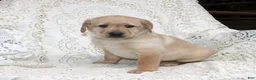 Labrador Retriever dogs for sale: Ranger - Ad 2