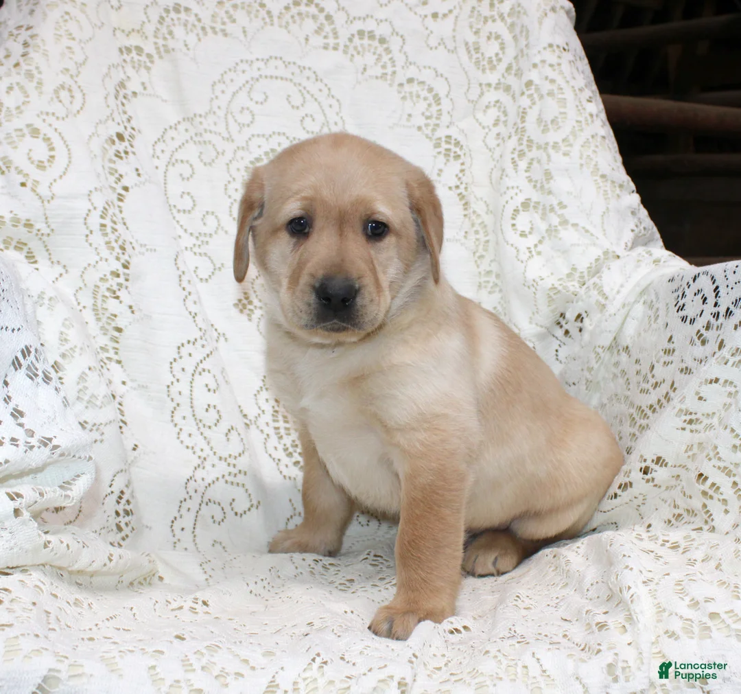 Labrador Retriever dogs for sale: Ranger - Ad 2