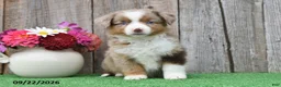 Miniature Australian Shepherd dogs for sale: Rose  - Ad 3