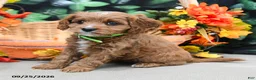 Cavapoo dogs for sale: Barbie - Ad 4